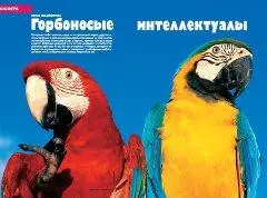 Судя по всему попугаи действительно умны и смекалисты гораздо в большей - фото 9
