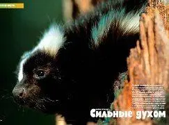 Редкие зоопарки мира имеют в своей коллекции этого зверька Хотя он широко - фото 7