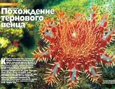 Когдато тропические воды Тихого океана обладали обширными великолепными садами - фото 10