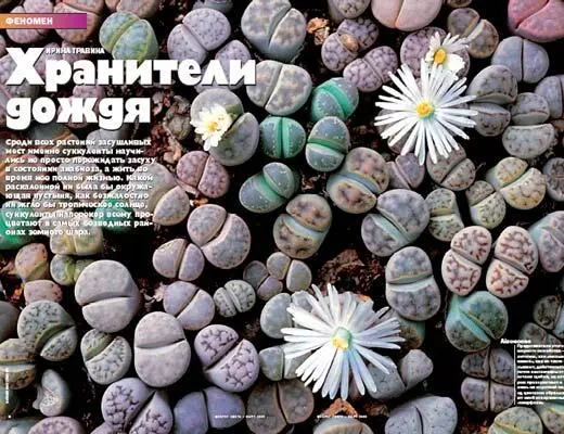 Название суккулент происходит от латинского слова succulentus что означает - фото 1