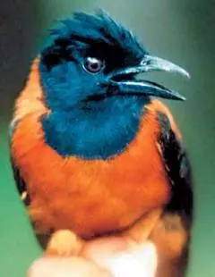 Долгое время считали что среди птиц ядовитые виды отсутствуют Однако в 1989 - фото 58