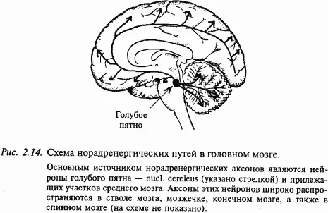 Основным источником норадренергических аксонов являются нейроны голубого пятна - фото 25
