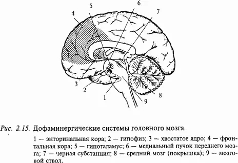 Одна цепь очень проста Тело нейрона находится в области гипоталамуса и - фото 26