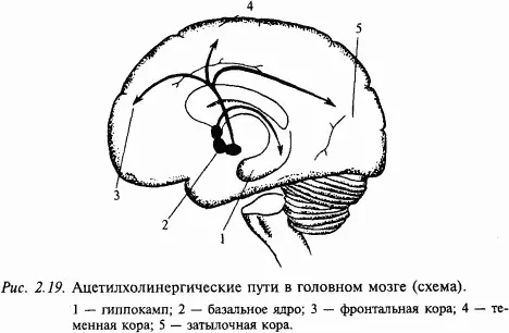 Ацетилхолин один из первых изученных медиаторов Он чрезвычайно широко - фото 30