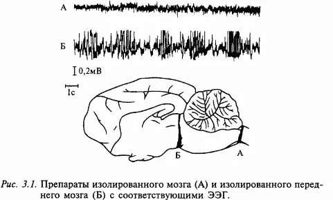 Какие же структуры мозгового ствола кошки могут быть ответственны за состояние - фото 31