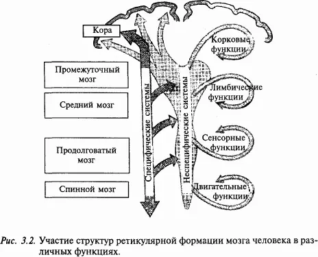 Для ретикулярной формации характерным является то что многочисленные нейроны - фото 32