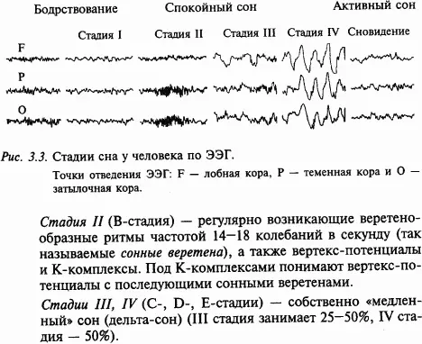 Весь ночной сон человека состоит из 45 циклов каждый из которых начинается с - фото 33