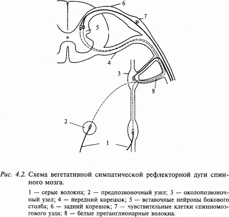 К числу висцеровисцеральных относят рефлекторные изменения сердечной - фото 36
