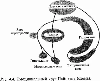 ФИЗИОЛОГИЯ ГИПОТАЛАМУСА Гипоталамус находится в основании головного мозга - фото 38