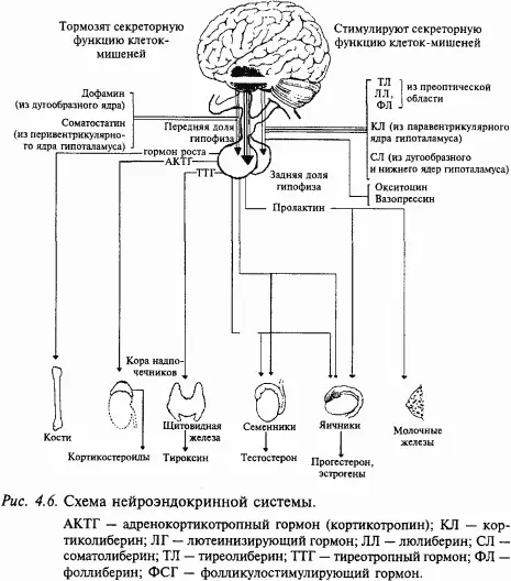 Между нервной и эндокринной системами имеет место функциональная теснейшая - фото 40