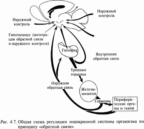 Между нервной и эндокринной системами имеет место функциональная теснейшая - фото 41