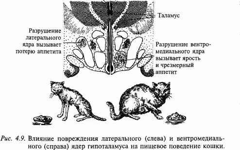 В норме сахар крови является одним из важных но не единственным факторов - фото 43