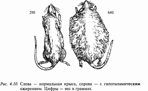 Получены многочисленные данные об участии различных мозговых структур в - фото 44
