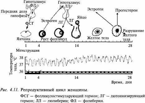 Аналогичный эффект можно наблюдать у кастрированных самцов после введения - фото 45