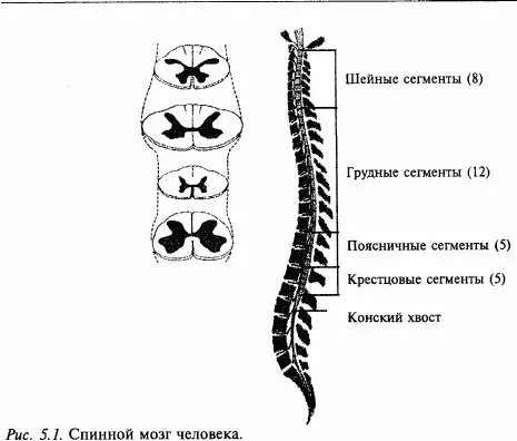 Серое и белое вещество спинного мозга На поперечном сечении спинного мозга - фото 47