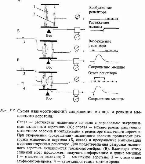 Что будет если отключить тормозные влияния на мотонейроны через клетки Реншоу - фото 51