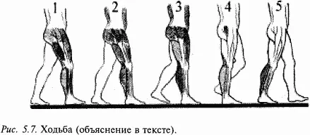 Существуют два типа коррекции движений при помощи обратных связей и на основе - фото 53