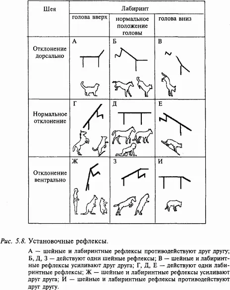 Отолитовый аппарат представленный мешочками саккулюсом и утрикулюсом служит - фото 54