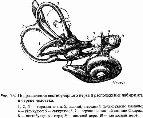 Отолитовый аппарат представленный мешочками саккулюсом и утрикулюсом служит - фото 55