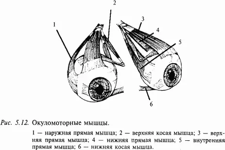 Установочные рефлексы мозгового ствола Даже таламическое животное те - фото 57