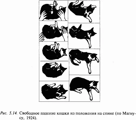 Описанные выше установочные рефлексы легко наблюдать на интактной кошке - фото 59