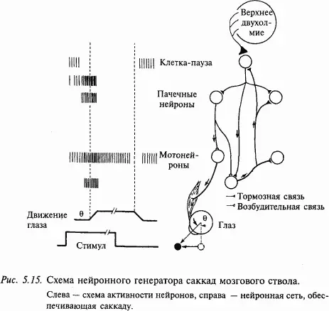 На основании электрофизиологических данных было высказано предположение что - фото 60