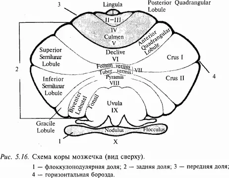 Единственным эфферентным выходом из коры мозжечка являются аксоны клеток - фото 61