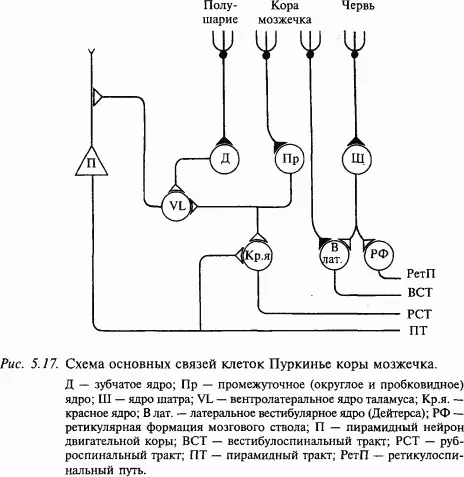 Единственным эфферентным выходом из коры мозжечка являются аксоны клеток - фото 62