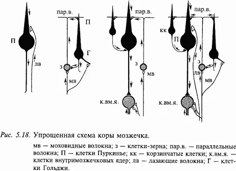 Афферентные связи мозжечка Афферентные связи мозжечка делят на следующие - фото 63
