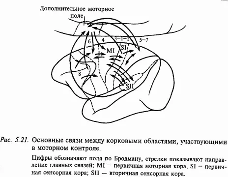 Симметричные области моторной коры двух полушарий связаны между собой через - фото 66