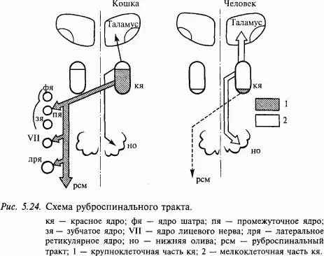 Рассечение ствола мозга у четвероногих кошка собака на уровне ростральное - фото 68
