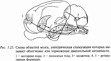 Электрическое раздражение тормозного центра мозгового ствола вызывает в - фото 69