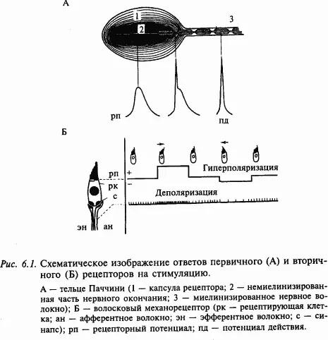 Апикальная верхняя поверхность волосковой клетки находится в эндолимфе с - фото 70