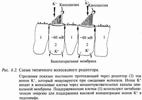 Апикальная верхняя поверхность волосковой клетки находится в эндолимфе с - фото 71