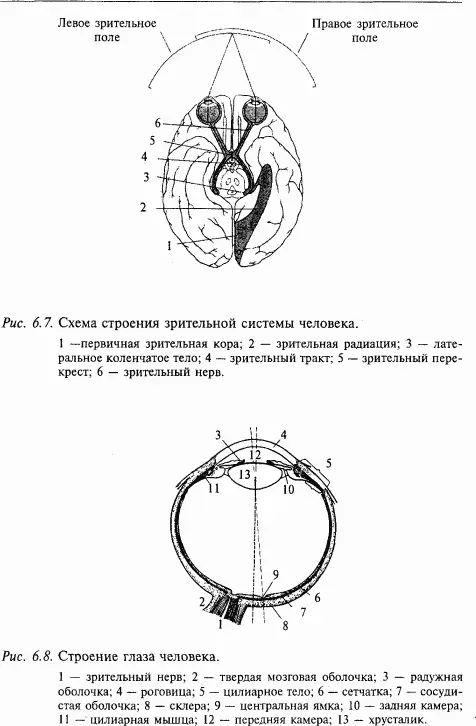 Оптика глаза создает на сетчатке изображение а при помощи аккомодации это - фото 76