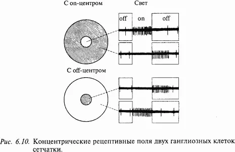 Угловые размеры центральной зоны рецептивного поля у млекопитающих варьируют от - фото 78