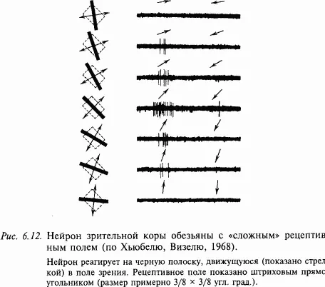 Цветооппонентные нейроны в зрительной коре обезьян Значительная часть - фото 80