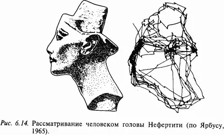 Вопросы 1 Строение глаза 2 Схема зрительной системы человека 3 Строение - фото 82