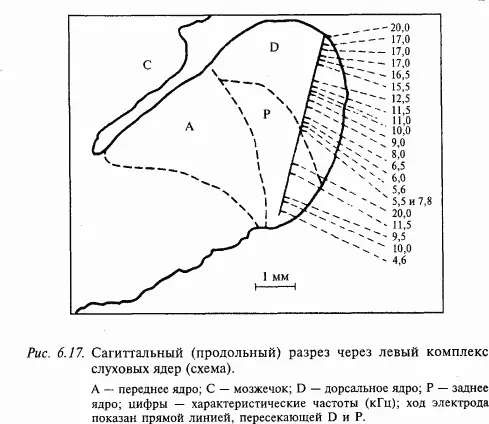 Нейроны 2го порядка образуют в продолговатом мозге комплекс слуховых ядер При - фото 85