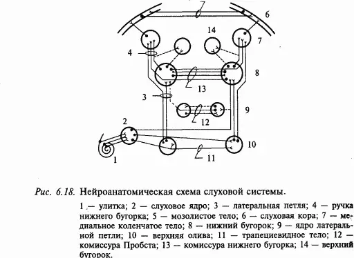 Частотнопороговые характеристики нейронов слуховой системы Как было описано - фото 86
