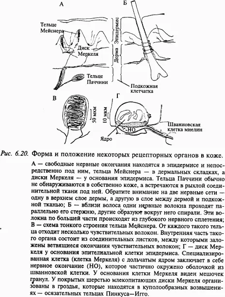 Инкапсулированные окончания составляют важный класс рецепторов кожи Роль - фото 88