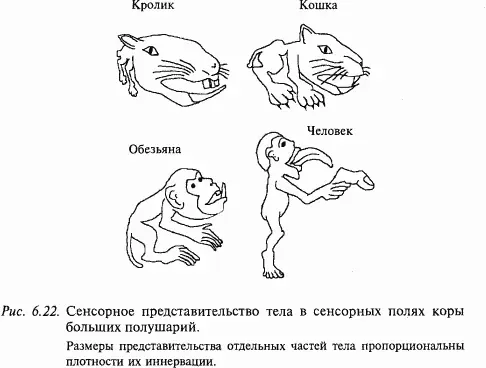 3 Спиноталамический тракт составляют самые тонкие миелинизированные афференты - фото 90