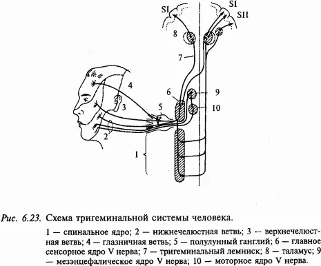 Некоторая часть первичных афферентов зрительной и верхнечелюстной ветвей а - фото 91