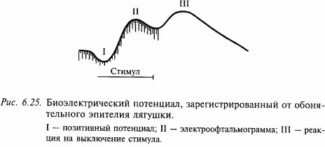 Обонятельная рецепторная клетка имеет веретенообразную форму На поверхности - фото 93