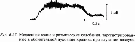 В пределах обонятельной луковицы аксоны митральных клеток отдают многочисленные - фото 95