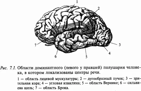 В 1861 г французский врач П Брока установил что задняя треть нижней лобной - фото 98