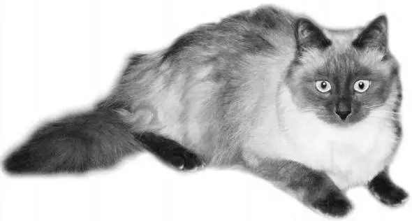 Рис 5 Невская маскарадная кошка окраса блюпойнт Не вдаваясь в тонкости - фото 7