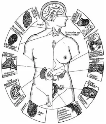 Рис 1 Схема расположения эндокринных органов Эндокринную функцию организма - фото 1