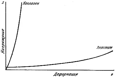 Рис 56 Примерный вид кривых деформирования эластина и коллагена Рис - фото 55