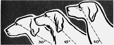 Рис 7 Постав шеи 1 низкий 2 средний нормальный для большинства пород - фото 8